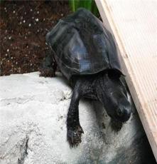 乌龟活体 墨龟 广东墨化乌龟种养殖场提供繁殖种龟