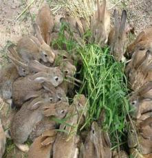 野兔河北沧州纯种野兔价格野兔子养殖