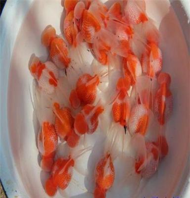 精品红白皇冠珍珠金鱼活体/风水冷水鱼宠物观赏鱼运输包活高品质