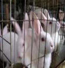 獭兔专业养殖合作社供应獭兔品种