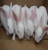 和谐养殖供应獭兔肉兔、黑色肉兔、彩色肉兔