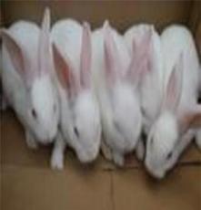 新西兰种兔，美系獭兔·獭兔图片