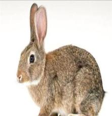 比利时成年兔-比利时兔厂家 比利时兔厂家报价