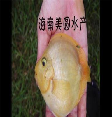 鸚鵡小白魚 6至9公分鸚鵡元寶白魚 歡迎養(yǎng)殖場(chǎng)咨詢