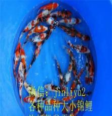 日本锦鲤鱼苗  红白大正昭和 观赏鱼活体 风水鱼 精品鱼批发零售