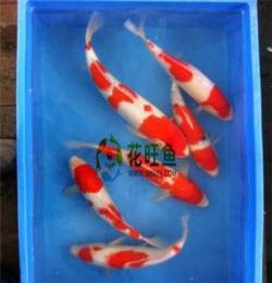 供应血统纯正的日本锦鲤鱼出售 品种齐全提供养殖技术