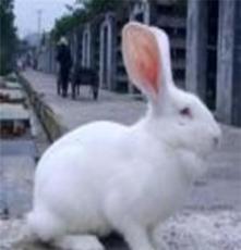 比利时肉兔獭兔肉兔