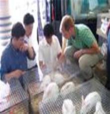 肉兔的养殖大学生对肉兔的养殖