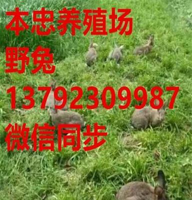 最新内蒙古野兔价格 出售比赛用纯种野兔 野兔批发 欢迎订购