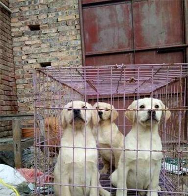 宠物狗拉布拉多犬精品出售小犬