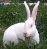纯种獭兔种兔-济宁市畜牧局良种兔繁育基地