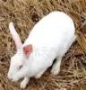 山东省獭兔养殖合作社-肉兔种兔-獭兔