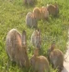 獭兔肉兔养殖合作社-獭兔种兔-种兔价格-肉兔价格