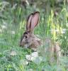 野兔养殖杂交野兔野兔养殖杂交野兔-山东鑫亿牧业