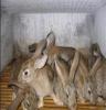 野兔山东鑫亿牧业供应北京野兔养殖场