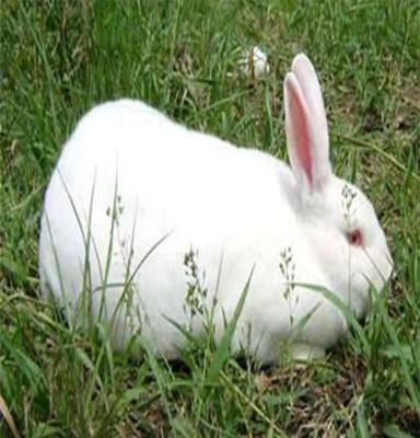 山东大鸿种兔养殖场 种兔价格 大鸿养殖场