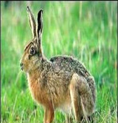 纯种野兔，杂交野兔河北沧州野兔野兔价格