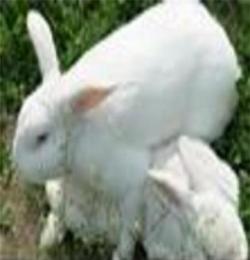 法系獭兔河南洛阳獭兔价格獭兔养殖