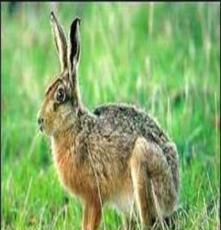 野兔河北沧州野兔价格￥野兔养殖