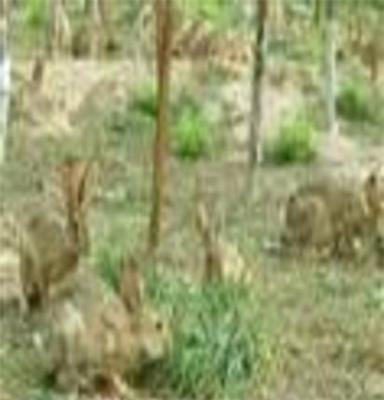野兔北京野兔价格野兔养殖野兔肉