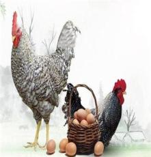 木几土鸡蛋生态农场散养新鲜土鸡蛋包装盒 天然农家笨鸡蛋30枚