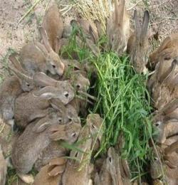 杂交野兔价格野兔场