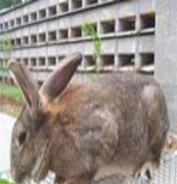 供应种兔养殖场种兔价格