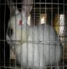 供应各种獭兔肉兔 种兔养殖技术