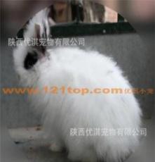 （全国可发）宠物兔 高品质安哥拉兔（月销售3000只）