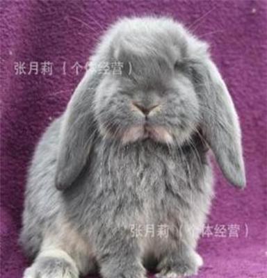 出售 纯种宠物兔种兔 垂耳兔种兔 批发
