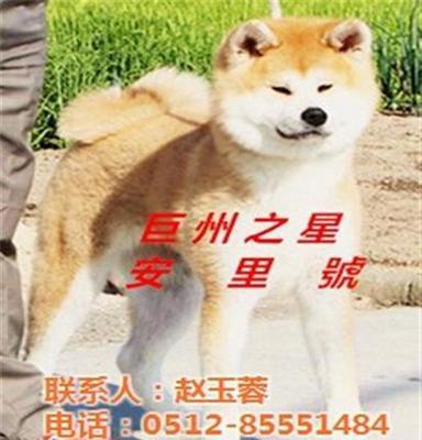 巨洲犬舍(在线咨询)_秋田犬_秋田犬冠军