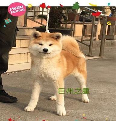 巨洲犬舍(图)、北京秋田犬、秋田犬