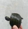 西锦龟 西部锦龟 个性图纹腹甲活体小宠物5至6公分背甲