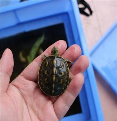 台湾草龟苗 花龟苗 海南种花龟头苗养殖场批发 背2~3cm