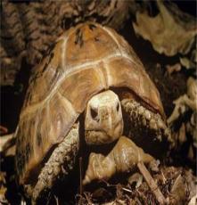 陆龟 缅甸陆龟 象龟 陆龟宠物龟批发重约1斤