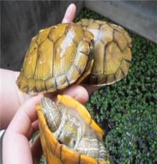 热销黄金巴西龟 红耳彩龟 广东龟 养殖场批发各种规格巴西龟