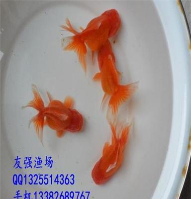 精品红泰狮金鱼/观赏金鱼活体/品质鱼/直销包活/冷水淡水金鱼鱼苗
