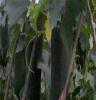 海南黑皮冬瓜已经大量上市，4毛一公斤，诚寻收购合作商！