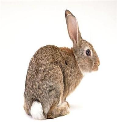 比利时兔供应-比利时兔价格-比利时兔最新报价