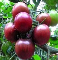 稀有品种 黑番茄 黑珍珠 紫玉 逢黑必补