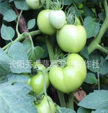 产地批发配送 无公害蔬菜 西红柿 番茄 长阳高山蔬菜 有机蔬菜
