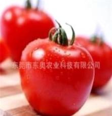 东莞农场直供绿色蔬菜´中美洲番茄