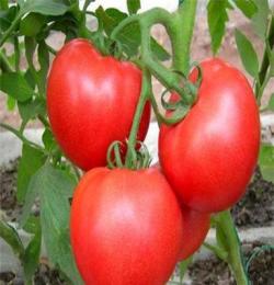 天然绿蔬菜 西红柿 量大从优 欢迎咨询