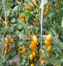 专业蔬菜种植批发各种新鲜蔬果 小西红柿 黄圣女果 樱桃小番茄