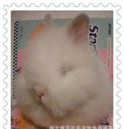 纯种荷兰垂耳兔 宠物兔 道奇兔 侏儒兔 狮子兔 海棠兔 全国批发