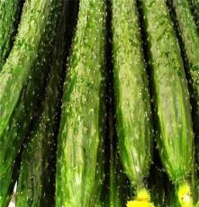 厂家大量批发供应 新鲜蔬菜 长期供应 绿色优质黄瓜