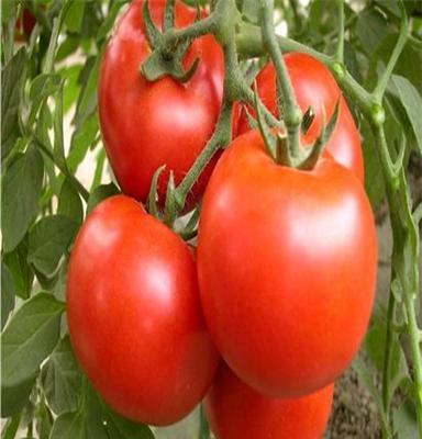 供应西红柿 农产品 厂家直销 大量长期供应番茄