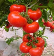 抗TY番茄 产地批发配送 新鲜蔬菜