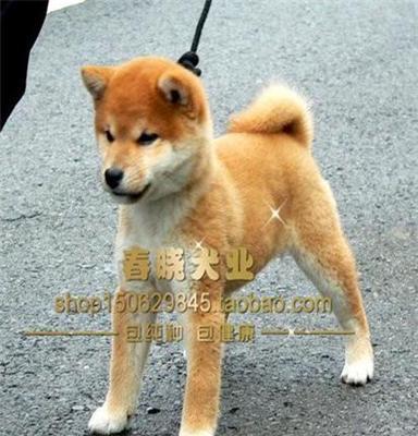 纯种金毛宠物店 杭州宠物狗市场