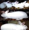 种兔 獭兔母兔，獭兔公兔，獭兔养殖场